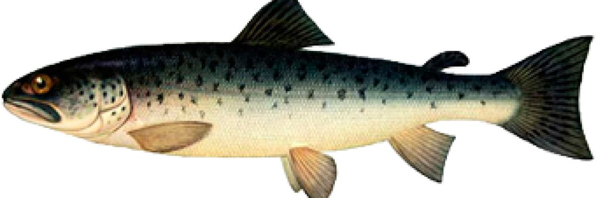 Форель морська