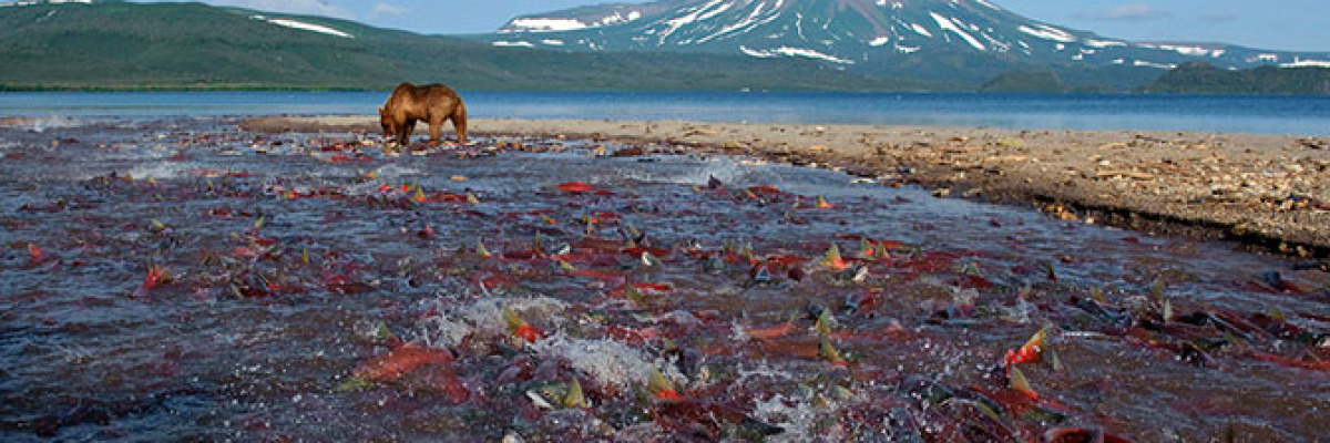Народження лососевого золота